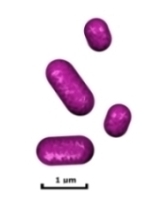 short gram negative rods